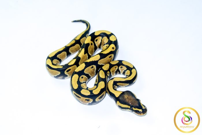 6561 0.1 DESERT GHOST - Image 2