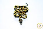 6561 0.1 DESERT GHOST - Image 3