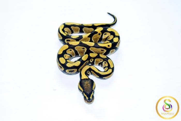 6561 0.1 DESERT GHOST - Image 3