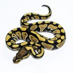 6562 0.1 DESERT GHOST