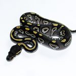 6563 0.1 BLACKHEAD MOJAVE HET CLOWN