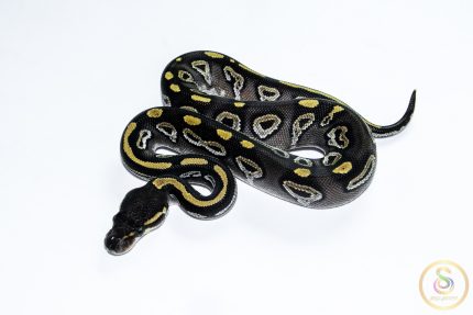 6563 0.1 BLACKHEAD MOJAVE HET CLOWN