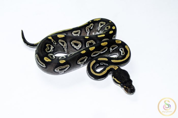 6563 0.1 BLACKHEAD MOJAVE HET CLOWN - Image 2