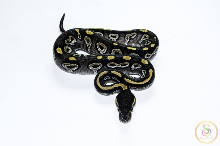 6563 0.1 BLACKHEAD MOJAVE HET CLOWN - Image 3