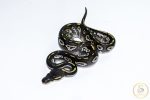 6564 0.1 BLACKHEAD MOJAVE TRICK HET CLOWN