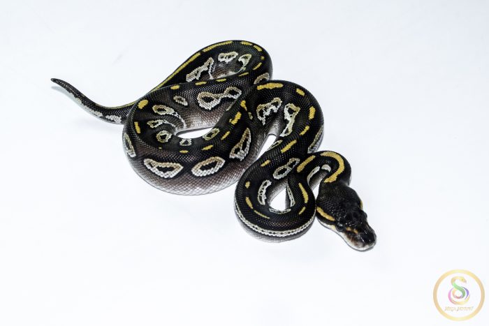 6564 0.1 BLACKHEAD MOJAVE TRICK HET CLOWN - Image 2