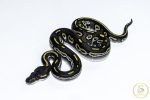 6566 0.1 BLACKHEAD MOJAVE HET CLOWN
