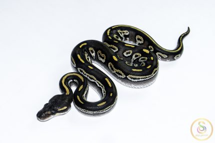 6566 0.1 BLACKHEAD MOJAVE HET CLOWN