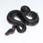 6567 1.0 BLACKHEAD CHOCOLATE HET CLOWN