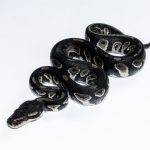 6568 1.0 BLACKHEAD TRICK HET CLOWN