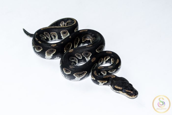 6568 1.0 BLACKHEAD TRICK HET CLOWN - Image 2