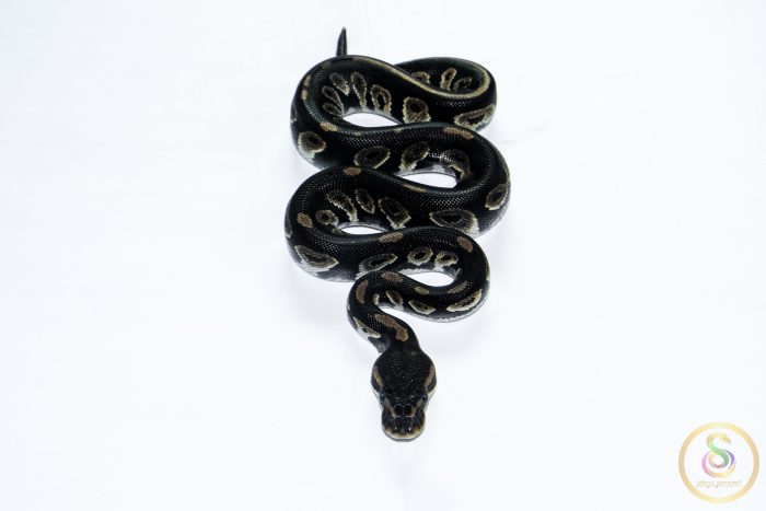 6568 1.0 BLACKHEAD TRICK HET CLOWN - Image 3