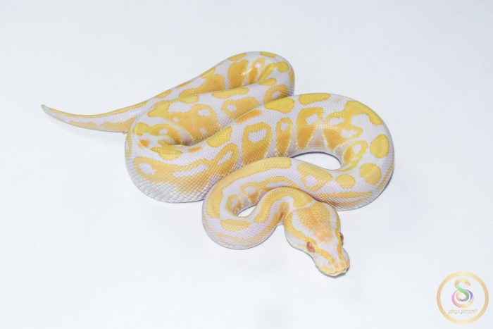 6569 1.0 CANDY - Image 2