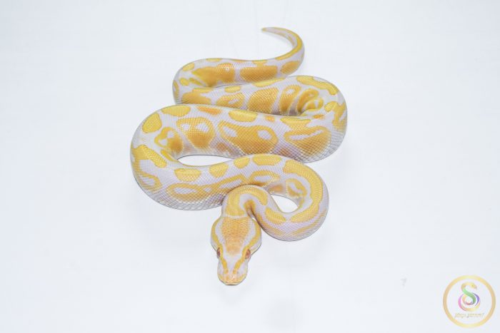 6569 1.0 CANDY - Image 3