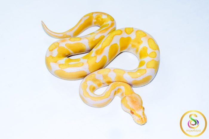 6571 1.0 ENCHI CADINO - Image 2