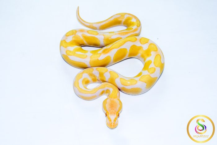 6571 1.0 ENCHI CADINO - Image 3