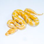 6572 0.1 ENCHI CADINO