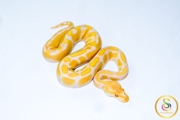 6572 0.1 ENCHI CADINO - Image 2