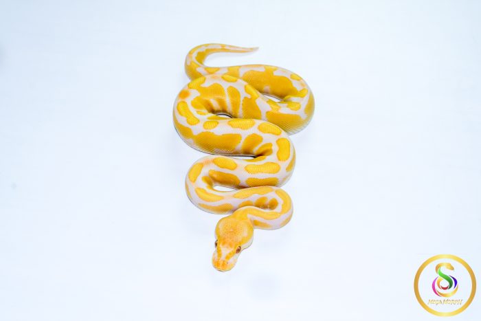 6572 0.1 ENCHI CADINO - Image 3