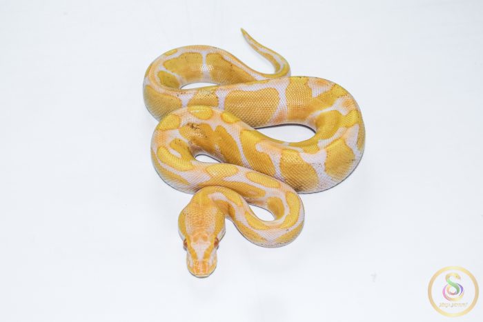 6573 1.0 ENCHI CADINO - Image 3