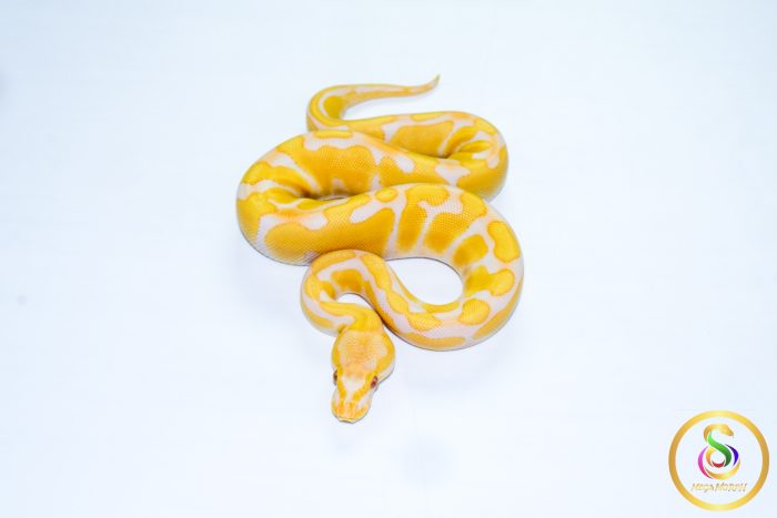 6574 0.1 ENCHI CADINO - Image 3