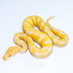 6575 0.1 ENCHI CADINO