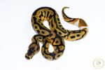 6576 0.1 ENCHI LEOPARD CLOWN PIEBALD