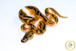6577 0.1 ENCHI LEOPARD YELLOW BELLY CLOWN PIEBALD