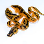 6577 0.1 ENCHI LEOPARD YELLOW BELLY CLOWN PIEBALD