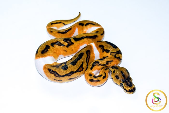 6577 0.1 ENCHI LEOPARD YELLOW BELLY CLOWN PIEBALD - Image 2