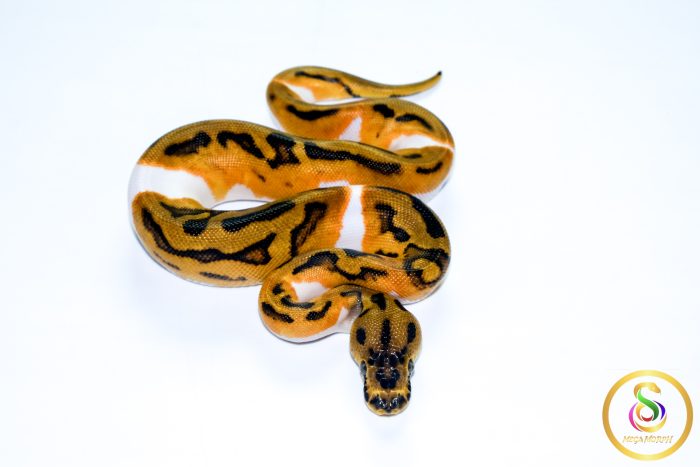 6577 0.1 ENCHI LEOPARD YELLOW BELLY CLOWN PIEBALD - Image 3