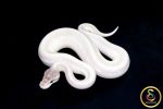 6579 1.0 SUPER MOJAVE