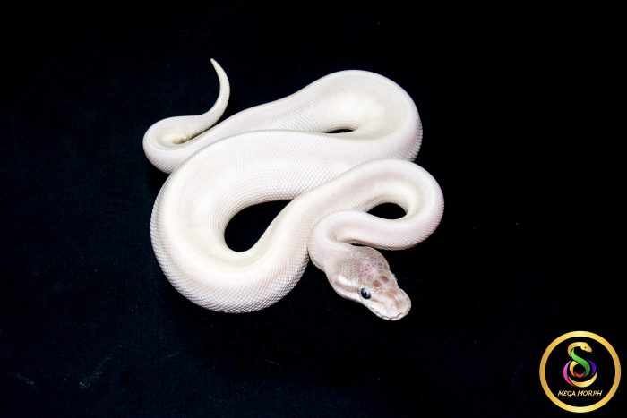 6579 1.0 SUPER MOJAVE - Image 2