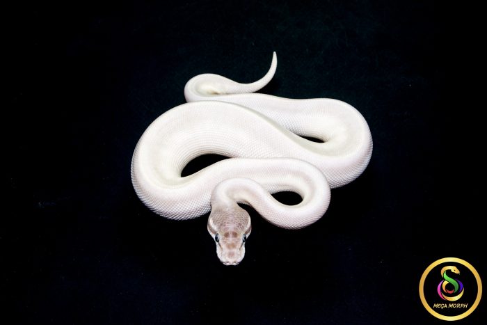 6579 1.0 SUPER MOJAVE - Image 3