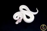 6580 1.0 SUPER MOJAVE