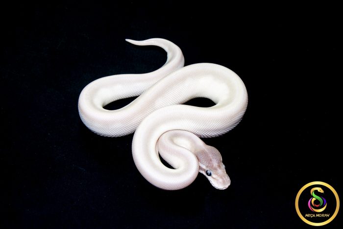 6580 1.0 SUPER MOJAVE - Image 2