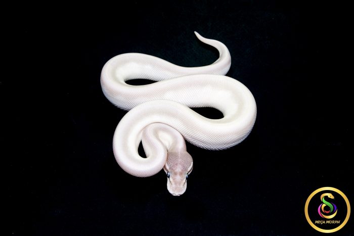 6580 1.0 SUPER MOJAVE - Image 3