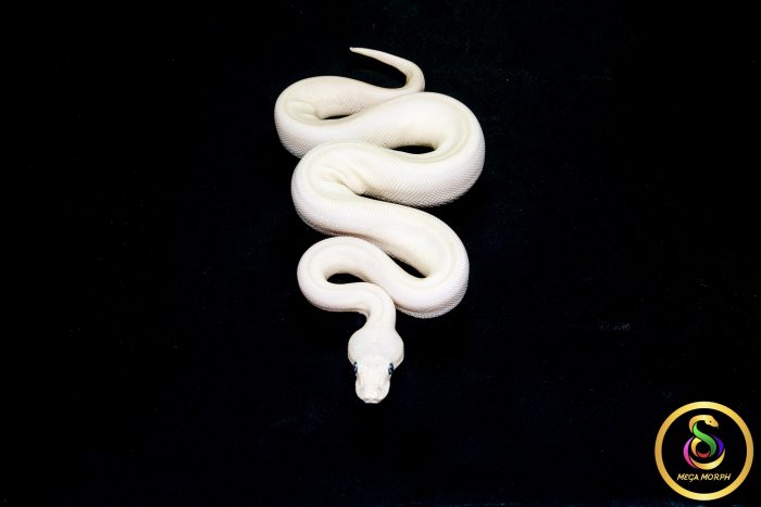 6581 0.1 BEL - Image 3