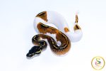 6602 1.0 BLACKHEAD YELLOW BELLY PIEBALD