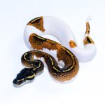 6602 1.0 BLACKHEAD YELLOW BELLY PIEBALD