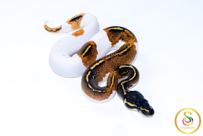 6602 1.0 BLACKHEAD YELLOW BELLY PIEBALD - Image 2