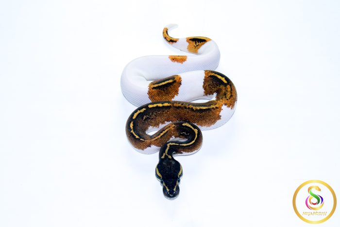 6602 1.0 BLACKHEAD YELLOW BELLY PIEBALD - Image 3