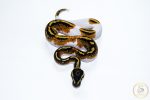 6603 0.1 YELLOW BELLY PIEBALD - Image 3