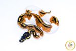 6604 1.0 YELLOW BELLY PIEBALD