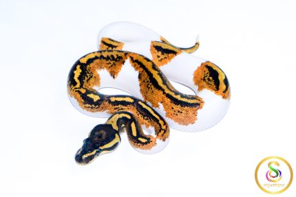 6604 1.0 YELLOW BELLY PIEBALD
