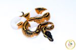6604 1.0 YELLOW BELLY PIEBALD - Image 2