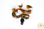 6604 1.0 YELLOW BELLY PIEBALD - Image 3