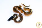 6605 1.0 BLACKHEAD YELLOW BELLY PIEBALD