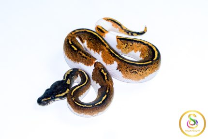 6605 1.0 BLACKHEAD YELLOW BELLY PIEBALD