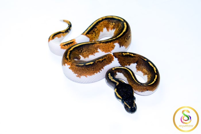 6605 1.0 BLACKHEAD YELLOW BELLY PIEBALD - Image 2